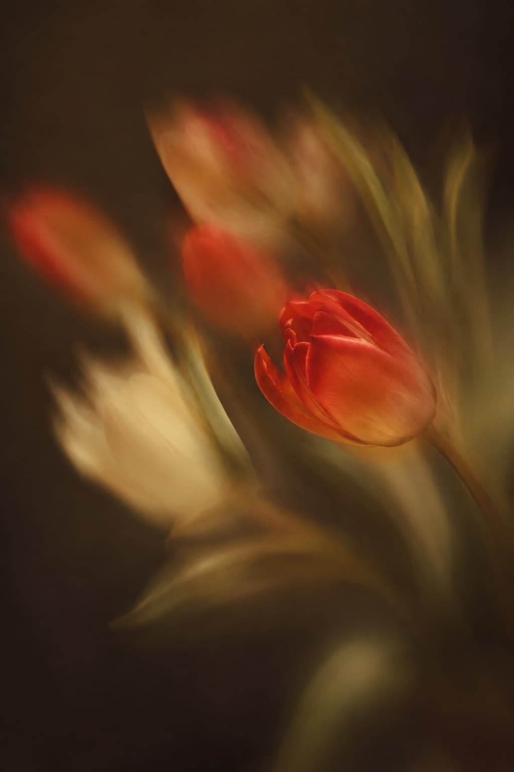 Tulipas em movimento sobre um fundo escuro